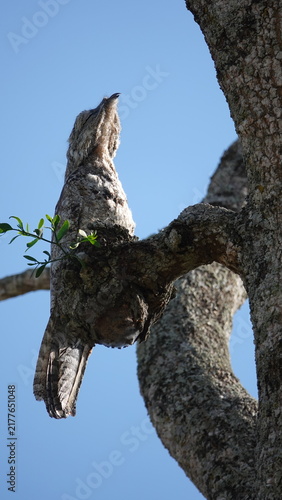 Potoo Bird Sleeping in Daylight, Rurrenabaque, Bolivia