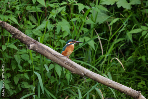 Принти на полотні A kingfisher—a beautiful, colorful bird—set against the surrounding greenery