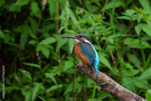 фотографія A kingfisher—a beautiful, colorful bird—set against the surrounding greenery