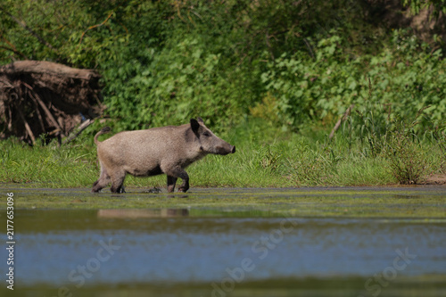 A wild boar walking in the water amidst the greenery.