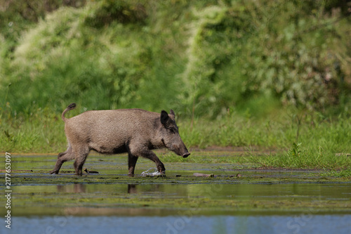A wild boar walking in the water amidst the greenery.