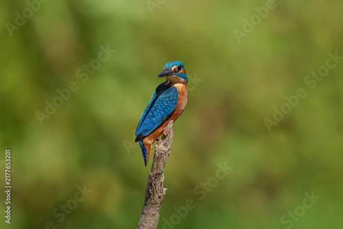 A beautiful, colorful kingfisher against a blurred green background.