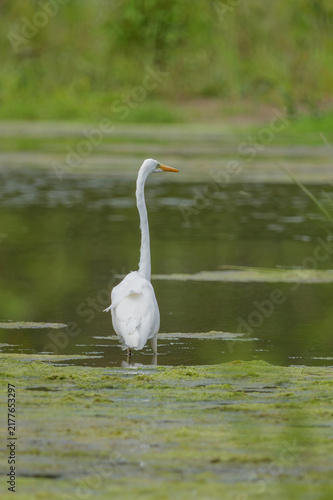 white heron in the water