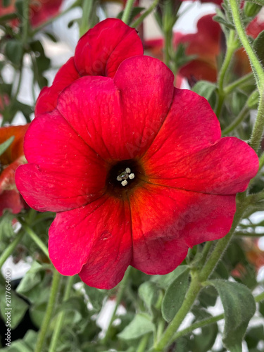 Фотография Fleur rouge de calibrachoa en gros plan avec pétales éclatants et arrière-plan f