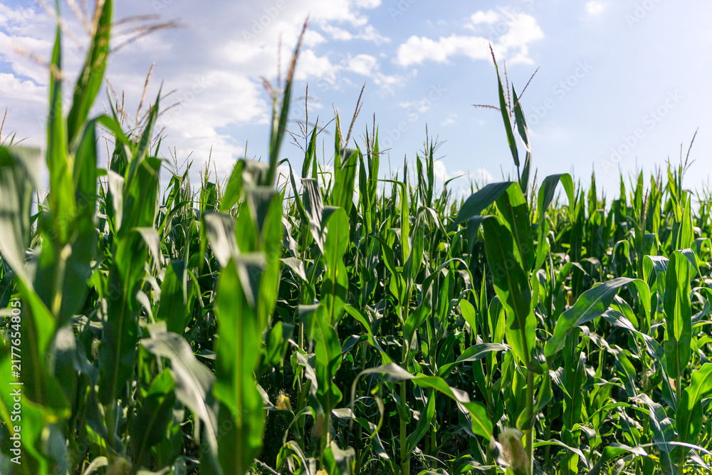 Obraz premium Fresh green maize plants growing in a corn field on a sunny summer day with fertile agricultural farmland