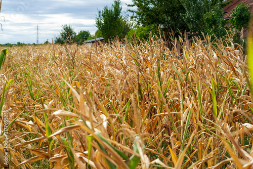 Bild auf Leinwand Corn field. Cereals for bakery in autumn