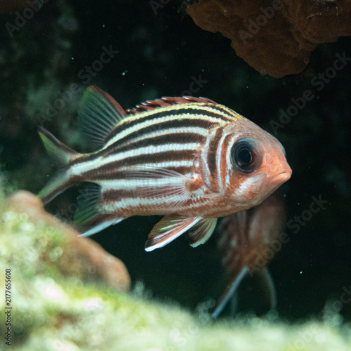 Foto striped red mullet
