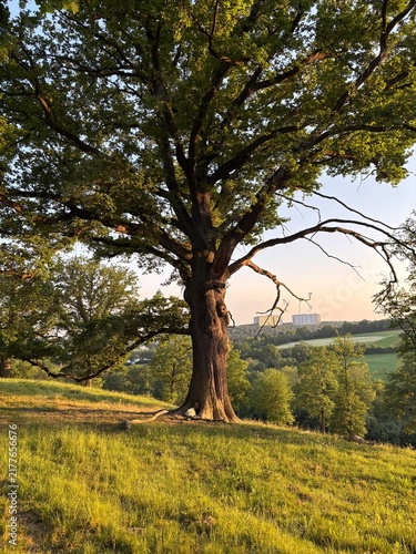 oak trees next to a hiking path in stuttgart sillenbuch