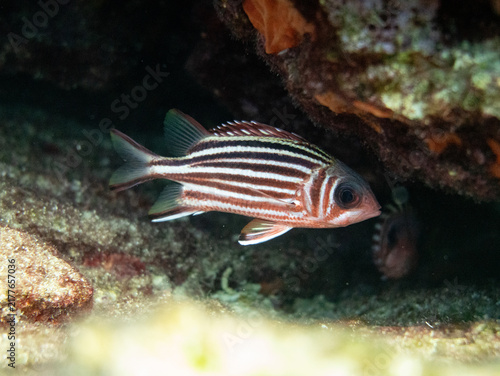 Obraz na płótnie striped red mullet