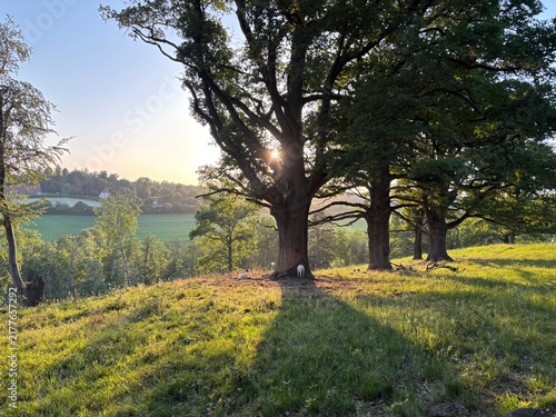 oak trees next to a hiking path in stuttgart sillenbuch