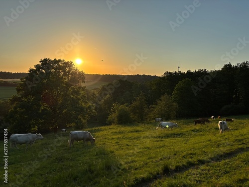 herd of cows on a hill during sunset