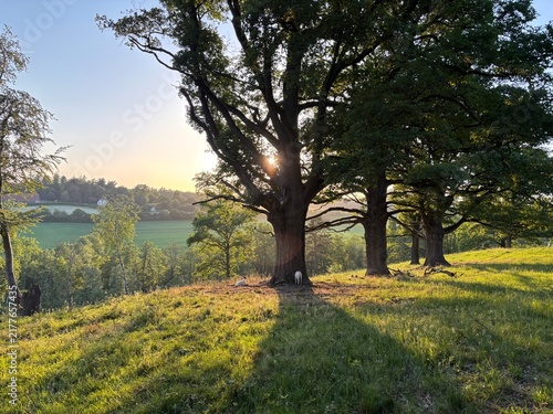 oak trees next to a hiking path in stuttgart sillenbuch
