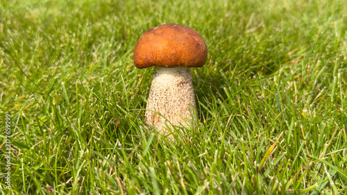 Forest aspen bolete mushroom (lat. Leccinum scabrum, commonly known as the birch bolete, rough-stemmed bolete, or scaber stalk) growing in green grass. Autumn harvest of edible forest mushroom.