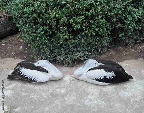 Foto Two pelicans resting side by side.
