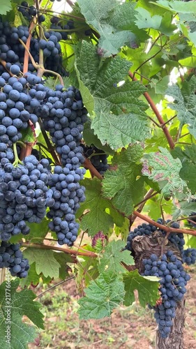 Ripe Blauer Portugieser red wine grapes on grapevine branch in Pfalz vineyard