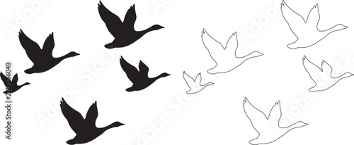 Set of black silhouette and outline drawing of a flock of geese flying in the air
