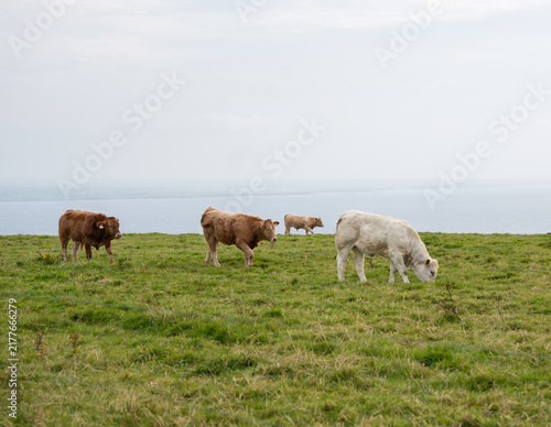 Obraz na plátne cows grazing