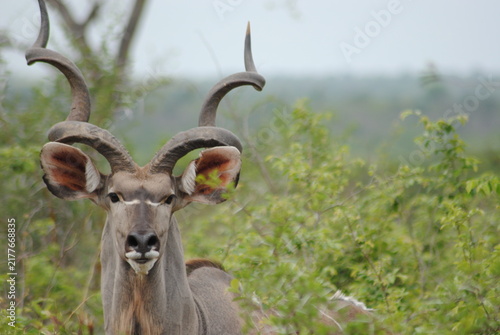 Foto close up of an antelope