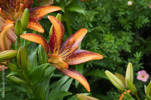 Obraz na plátně Gardens of Oregon feature colorful flowers in bloom
