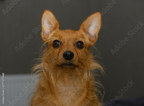 Canvastavla Symmetrical front-facing portrait of a scruffy red terrier with perked ears agai