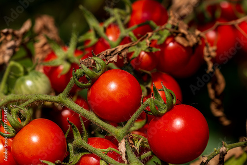 Ripe red cherry tomatoes growing on vines in an agricultural greenhouse with controlled cultivation and fresh produce farming