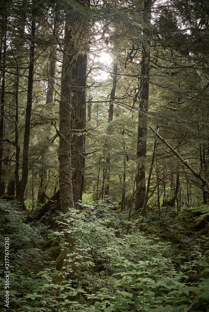 Obraz premium Sunlight rays filtering through trees onto forest floor in Alaska