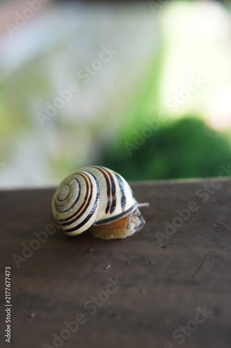 Konstfotografi Striped snail shell on wooden surface