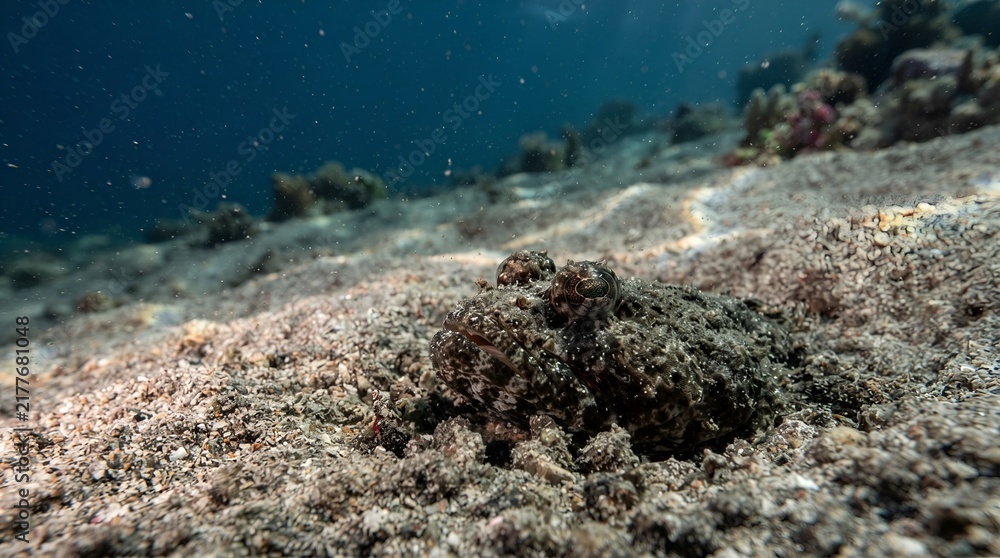 Fototapeta premium Camouflaged Octopus Hiding on Sandy Seabed Underwater.