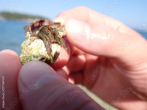 Fotografía hermit crab in a shell on hand