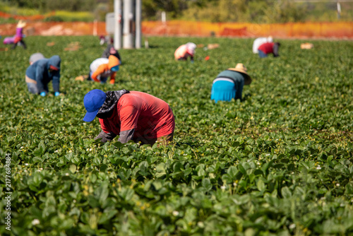 A male farm worker hunched over in a field with other farm workers in the background