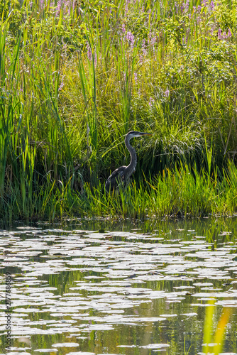 Great blue heron hiding in the weeds