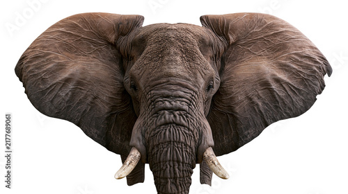 Fotografie Isolated African elephant head with large ears and magnificent tusks facing came