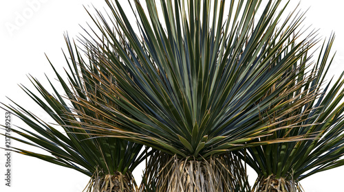 Isolated spiky yucca plants with long pointed green and brown leaves, hardy desert vegetation.