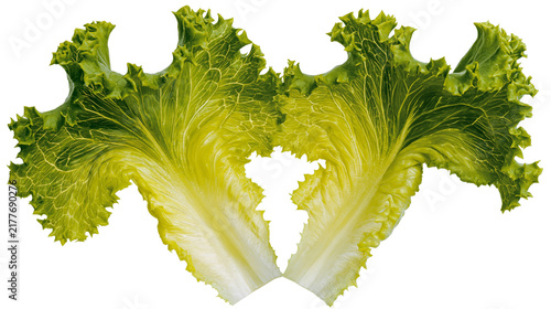 Fotografie Isolated fresh green lettuce leaves showing vibrant texture and natural ruffles