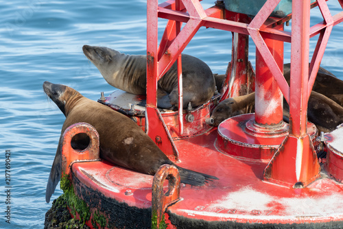 Relaxed sea lions share the bouy floating in the Ventura Harbor mouth soacking up the sun