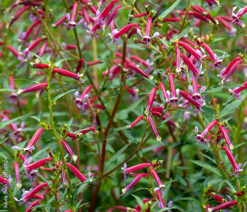 Obraz na plátne golden gate park flower-A vibrant patch of tubular pink-and-purple flowers blooms densely among green foliage