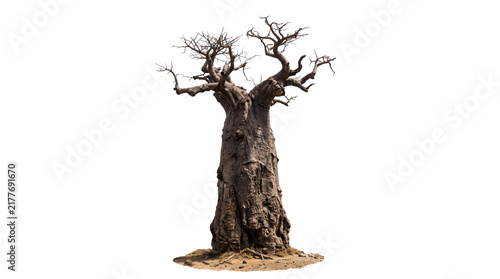 Ancient baobab tree isolated on white background, majestic african bottle tree with gnarled branches, leafless adansonia digitata specimen