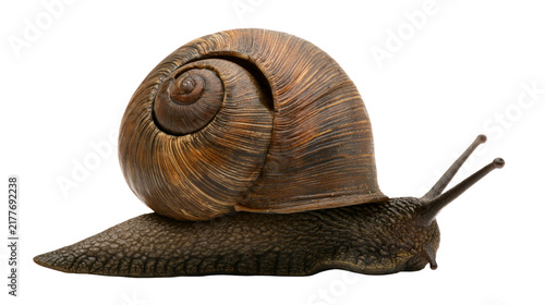 Fotografie Isolated garden snail with its brown spiral shell and textured body moving slowl