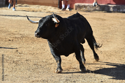 Принти на полотні fighting bull in the spanish bullring in a traditional spectacle of bullfight