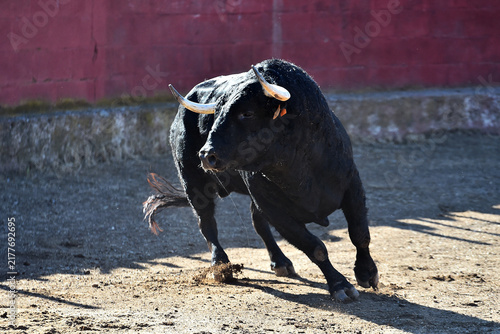 Foto fighting bull in the spanish bullring in a traditional spectacle of bullfight