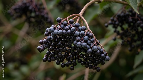 Ripe black elderberries hanging on a bush