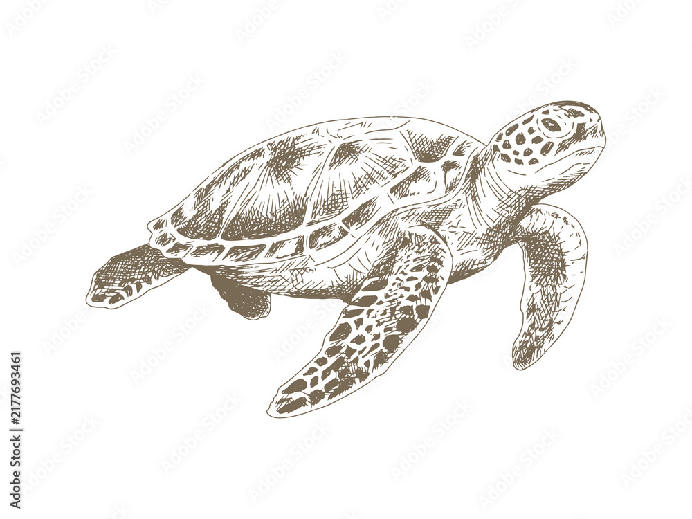 Obraz premium Hand Drawn Sea Turtle Illustration, Vintage Engraving Style