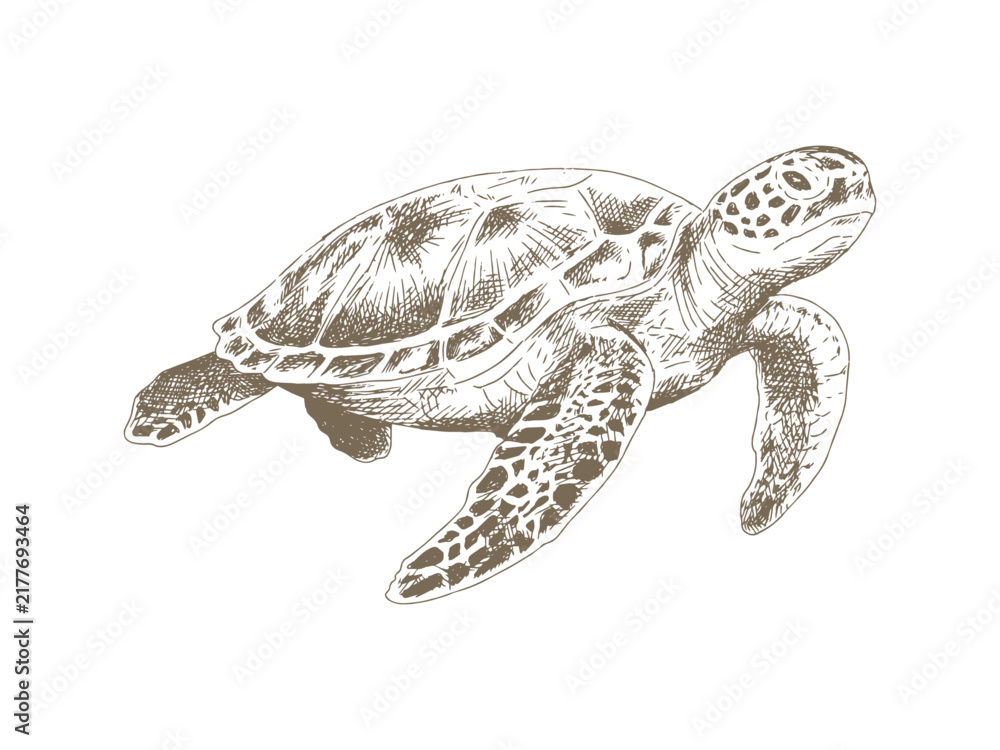 Fototapeta premium Hand Drawn Sea Turtle Illustration, Vintage Engraving Style
