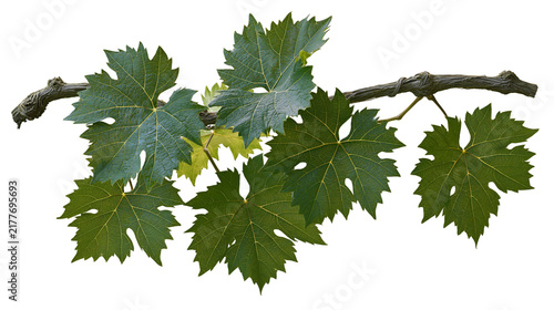Canvastavla Isolated woody grapevine branch with lush green leaves, showcasing natural growt