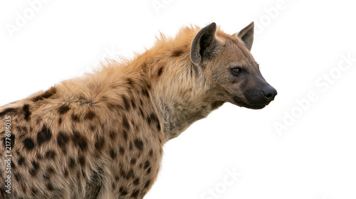 Photography Isolated spotted hyena with distinctive fur and powerful profile looking right,