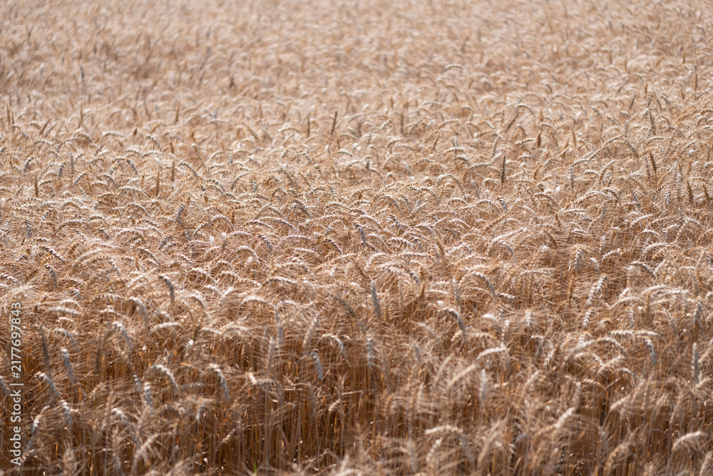 Obraz premium Wheat grain on the spikelet at the field. Ears of rye crop. Agriculture business and harvest. Landscape with field of ripe rye in summer. Agriculture barley or rye field. Summer nature