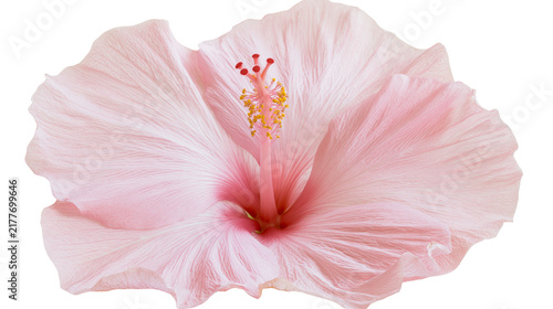 Konstfotografi Isolated delicate light pink hibiscus flower bloom, vibrant tropical blossom, de