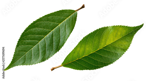 Fotografie Isolated fresh green leaves alongside one with subtle yellowing, illustrating pl