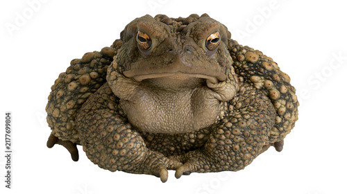 Konstfotografi Isolated common toad, a detailed full body studio shot of a warty amphibian with