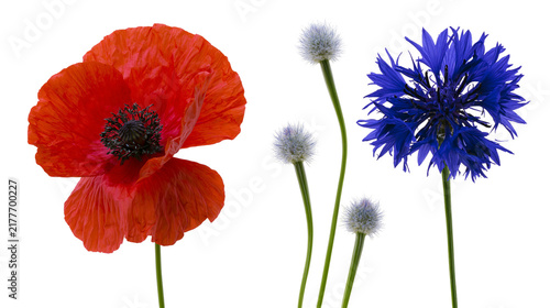 Canvas Print Isolated red poppy, blue cornflower, and delicate fluffy flowers with green stem